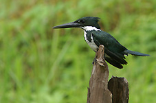 Amazon Kingfisher